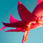 Profile picture of Ahmed Aiad