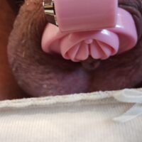Locked clitty 
